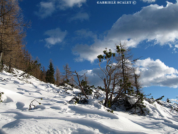 vegetazione del lago calaita
