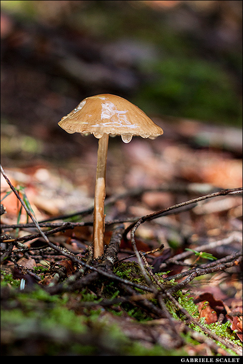 Funghi bosco