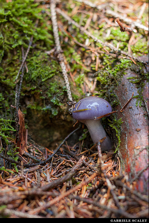 Funghi bosco