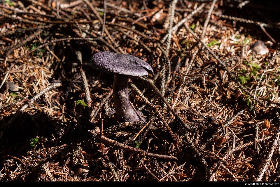 Funghi bosco