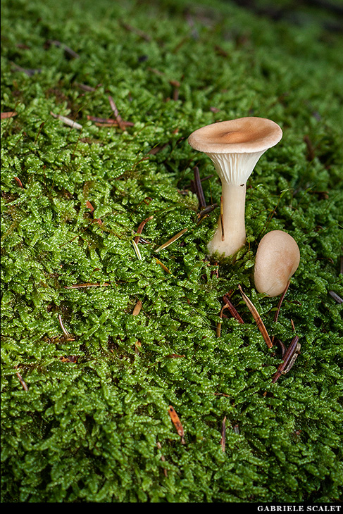 Funghi bosco