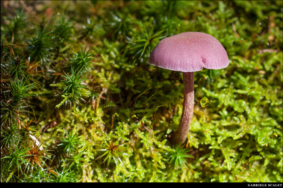 Funghi bosco