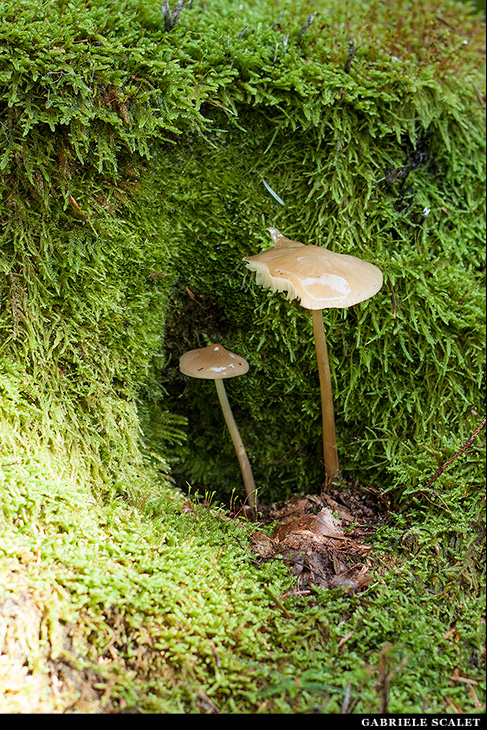 Funghi bosco