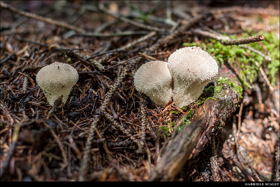 Funghi Vesce