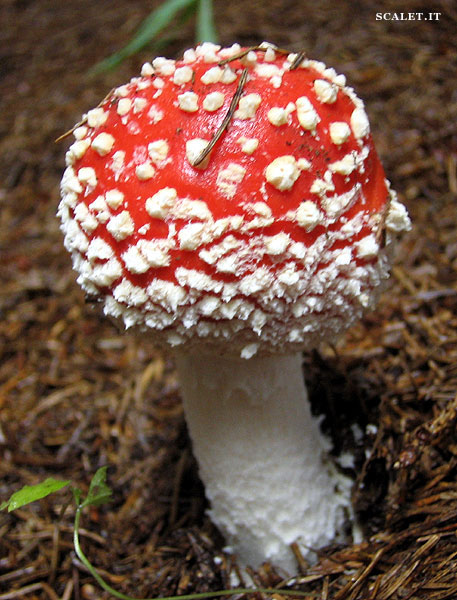 amanita muscaria