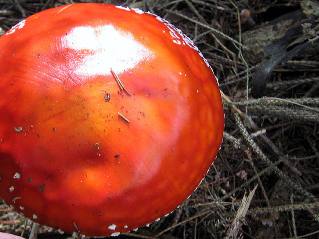 amanita