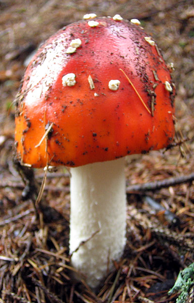 Amanita Muscaria