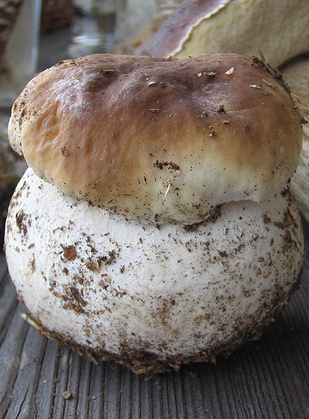 boletus edulis