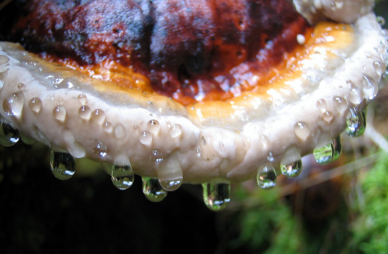 Coriolus Versicolor