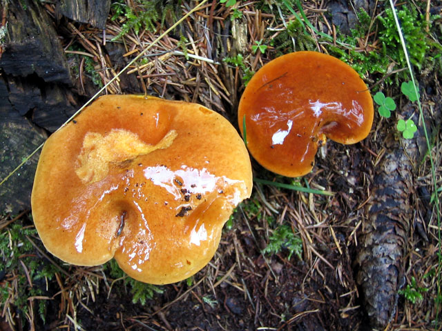 cortinarius collinitus