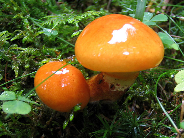 cortinarius collinitus