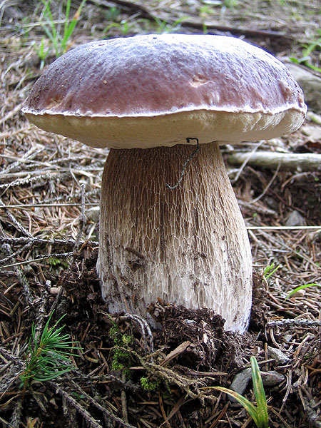 boletus