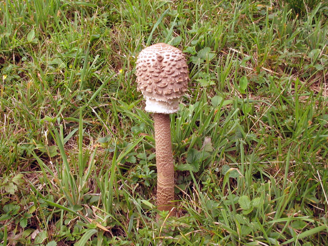Lepiota procera